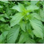 Semillas de hierba Vietnam Ocimum gratissimum 200 unidades