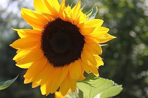 Girasol dorado semillas 100 pzas 5-6ft flores gigantes