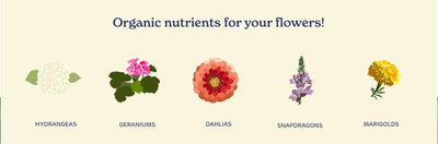 Fertilizante orgánico Bloom Boost 16oz para brotes y floración