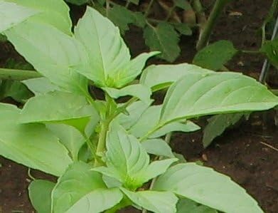 Semillas hierba albahaca y limón 200 pzas