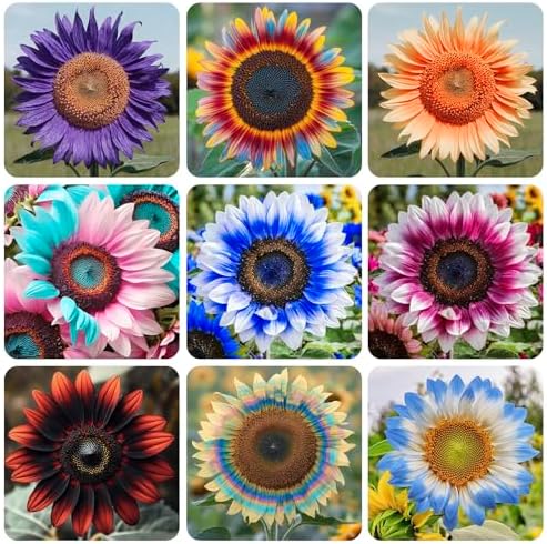 Semillas girasol mixtas para jardín patio y maceta
