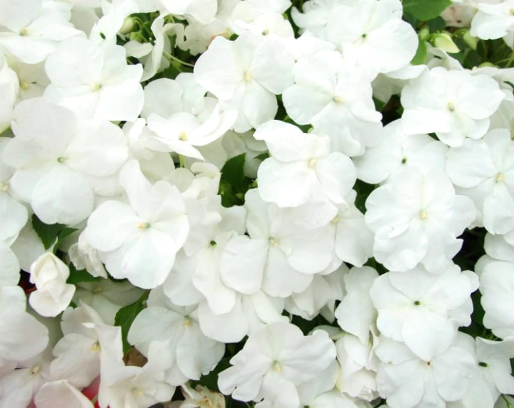 Semillas Impatiens Blancas Enanas Sombra Jardín