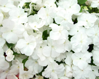 Semillas Impatiens Blancas Enanas Sombra Jardín