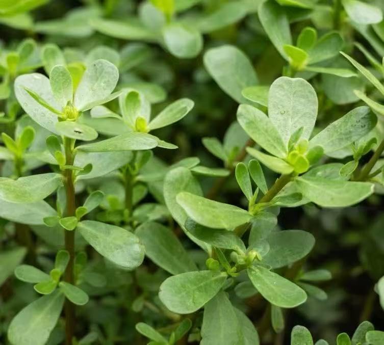 Semillas de verdolaga verde orgánicas 1oz para plantar