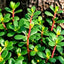 1000 Semillas Verdolaga Dorada Portulaca Sativa Sin OMG