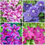 Semillas Clematis mixtas para jardín al aire libre