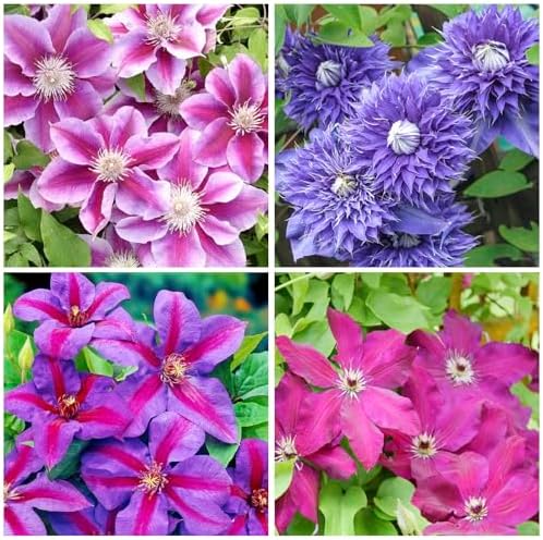 Semillas Clematis mixtas para jardín al aire libre