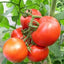 250 Semillas Tomate Rutger's 0.04oz Cosechadas EE.UU.