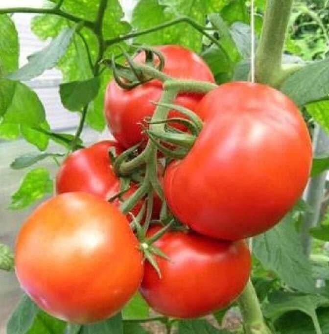 250 Semillas Tomate Rutger's 0.04oz Cosechadas EE.UU.