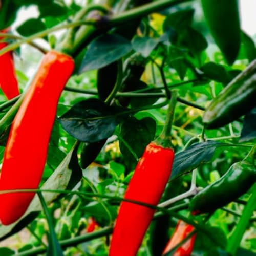 100 Semillas Pimiento Serrano para Jardín Sin OMG