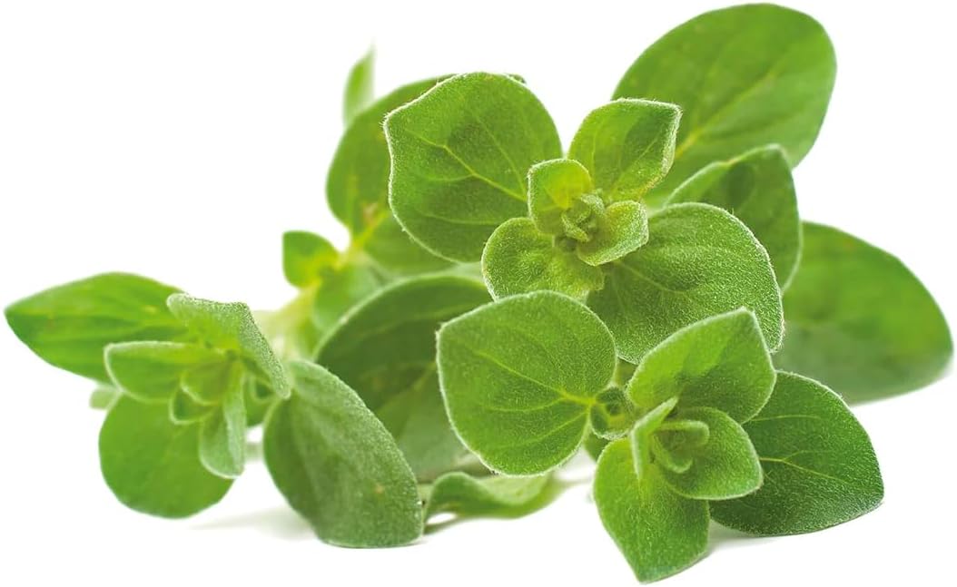 Repuesto Smart Garden Orégano 3 Pack