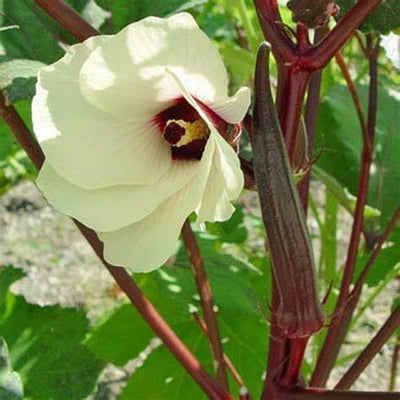 50 Semillas Okra Rojo Burdeos para Plantar