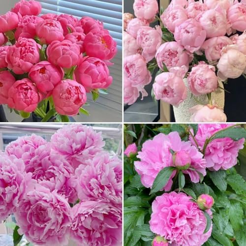 100 Semillas Peonía Lactiflora Tallo Largo Floristería