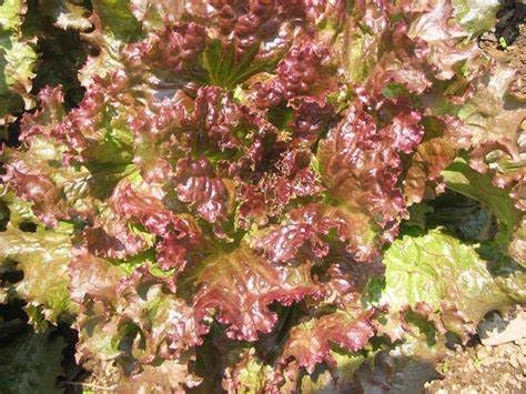 1000 Semillas Lechuga Hojas Vela Roja Sin OMG