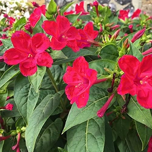 Semillas flor rojizo vivo 100 unidades
