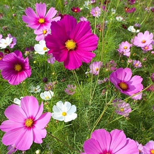 Semillas Cosmos Sensation Mix 1/4 Lb sin OMG