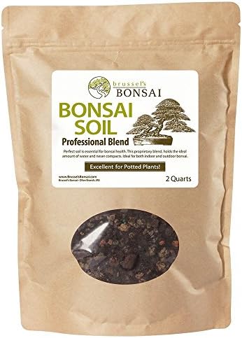Árbol bonsái Bruselas para exteriores olla cerámica