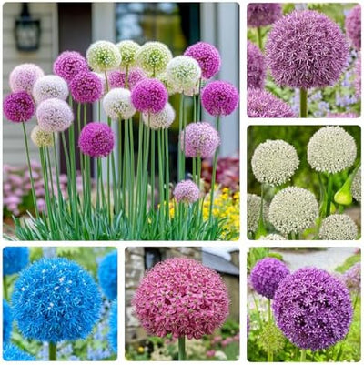 Semillas Allium Giganteum raras para jardín al aire libre