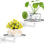 Soporte pared para plantas suculentas y flores metal