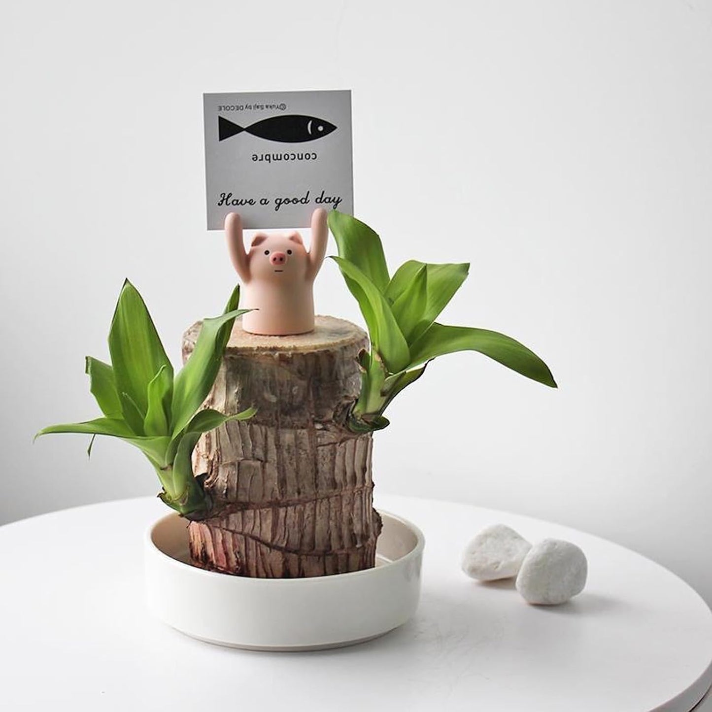 Bandeja de madera para plantas de escritorio hidropónicas