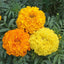 Semillas caléndula anual ornamentales para jardín 1000uds