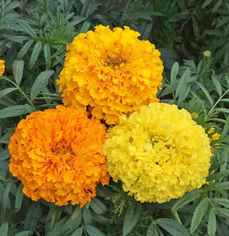 Semillas caléndula anual ornamentales para jardín 1000uds