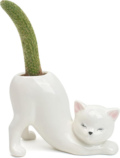 Maceta gato florero cerámica suculenta forma trasero