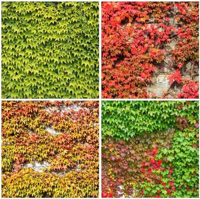 160 Semillas hiedra mixta para jardín al aire libre