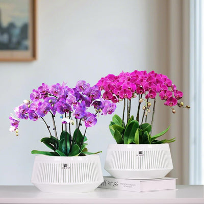 Macetas plástico 8pulg orquídeas con agujeros aire
