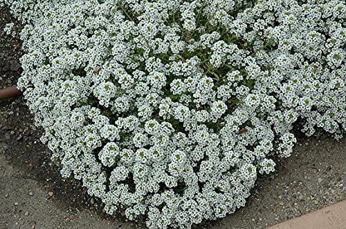 Semillas flores dulces altas Lobularia maritima 1lb