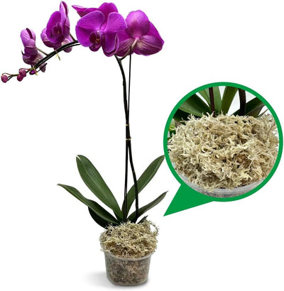 Musgo esfagnum fibra larga 34qt para orquídeas y plantas