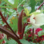 50 Semillas Okra Rojo Burdeos para Plantar