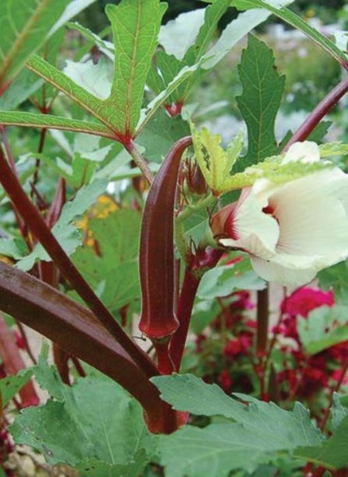50 Semillas Okra Rojo Burdeos para Plantar