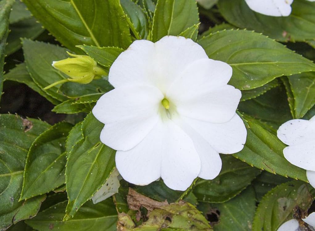 Semillas Impatiens Blancas Enanas Sombra Jardín