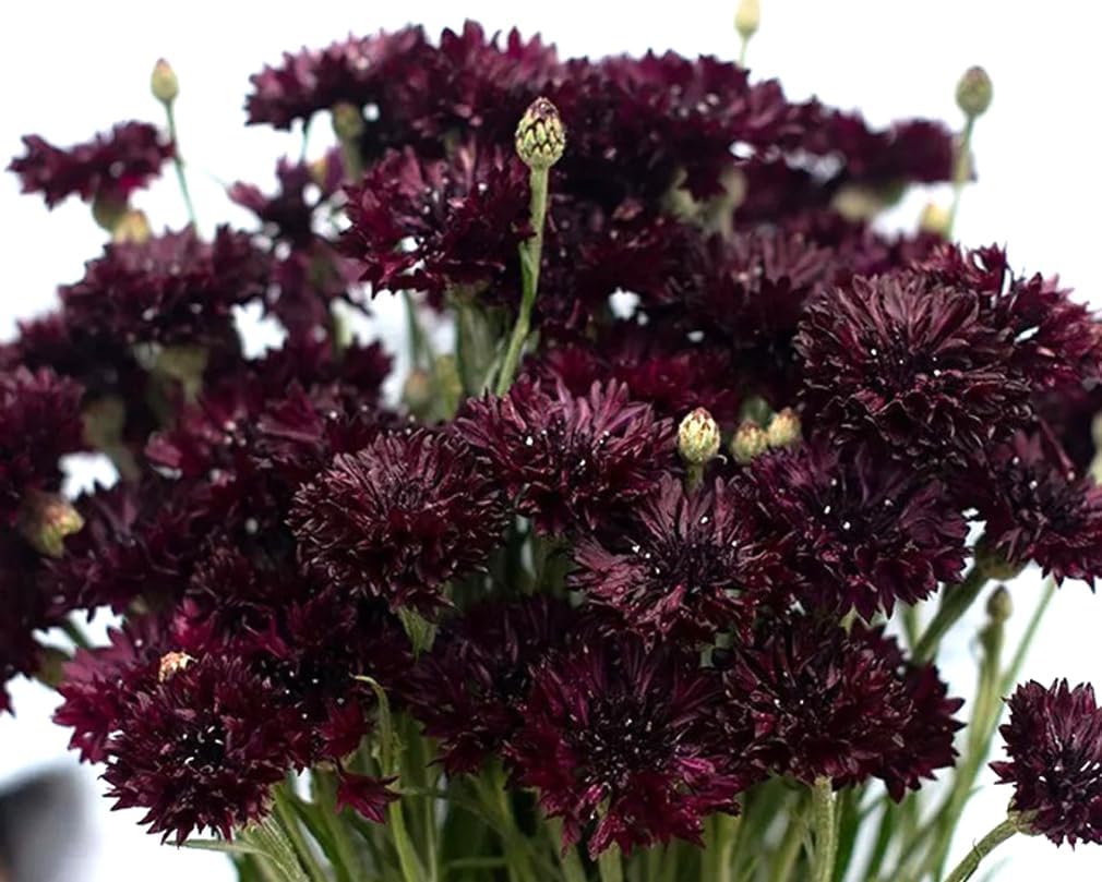 100 Pzas Semillas Centaurea Cyanus Jardín Hogar