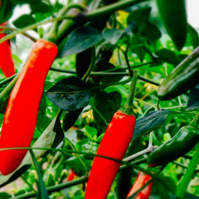 100 Semillas Pimiento Serrano para Jardín Sin OMG