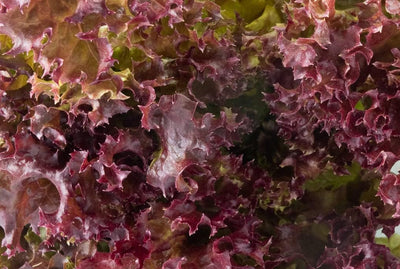 Ensaladera semillas lechuga roja sin OMG 0.07oz