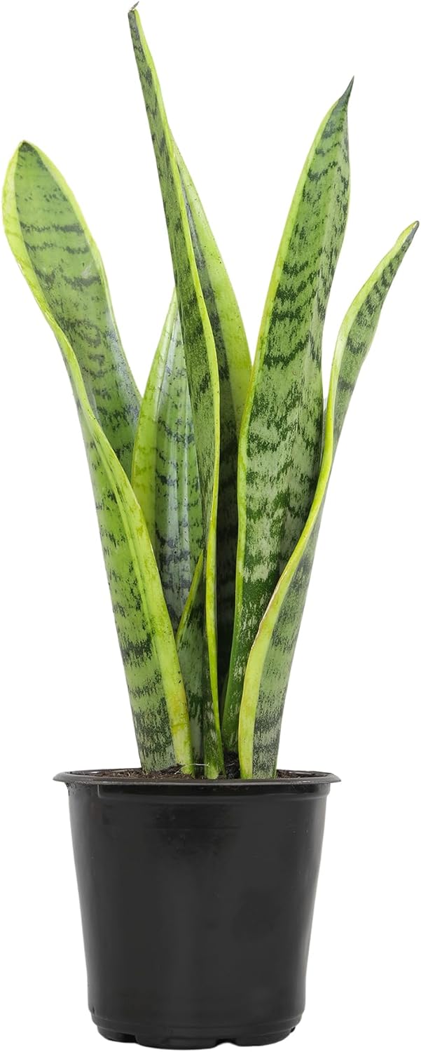 Planta Sansevieria Laurentii en maceta interior