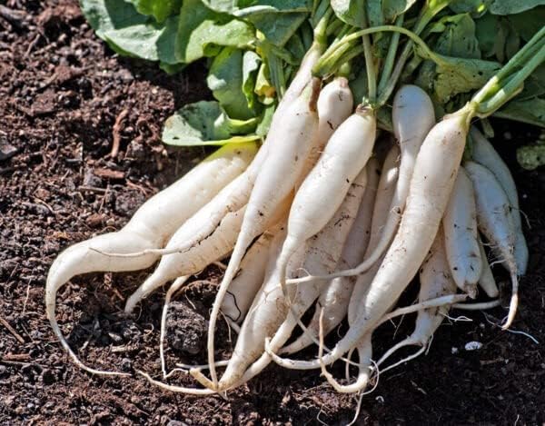 1200 semillas rábano blanco carámbano jardín a granel
