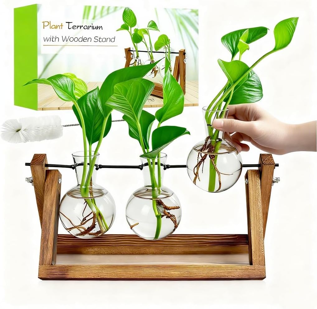Estación propagación plantas 3 jarrones vidrio oficina