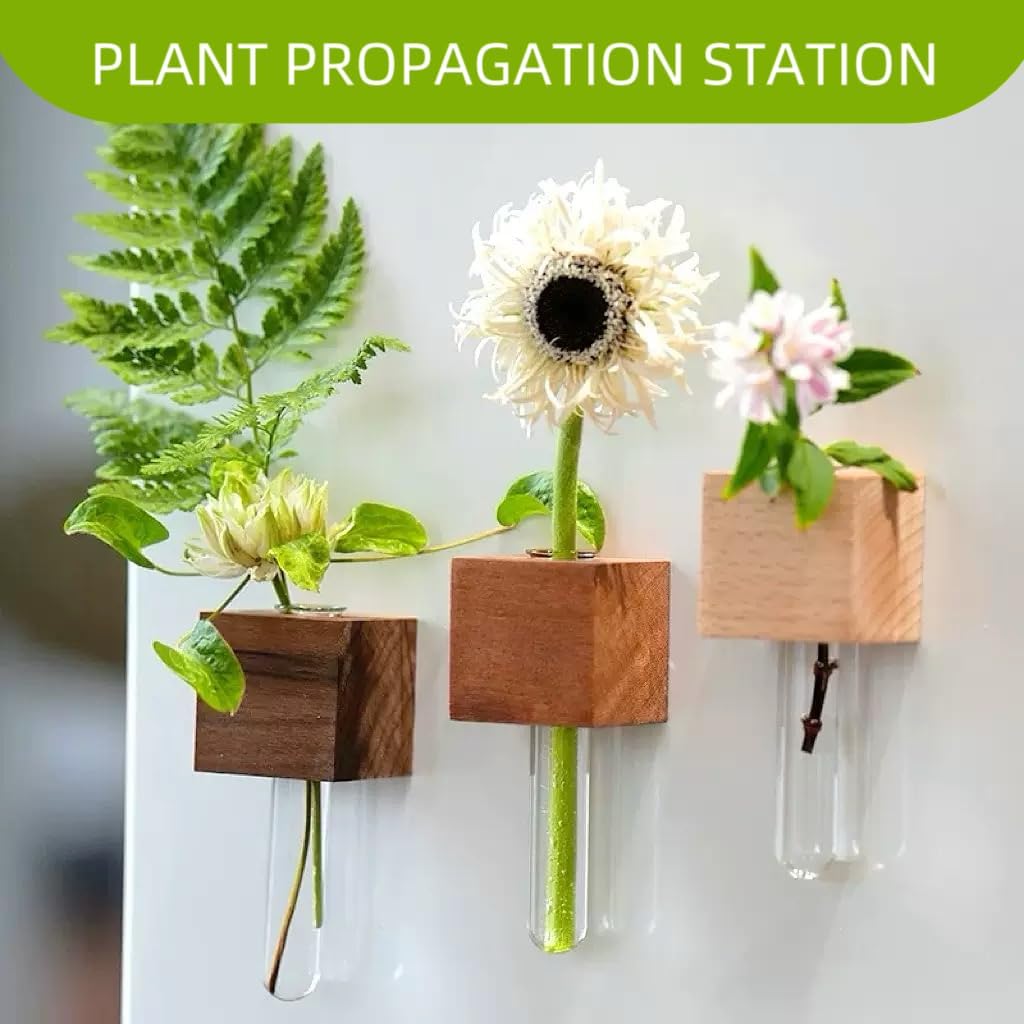 3 Pzas Estación Propagación Plantas Vidrio Imán Soporte Madera