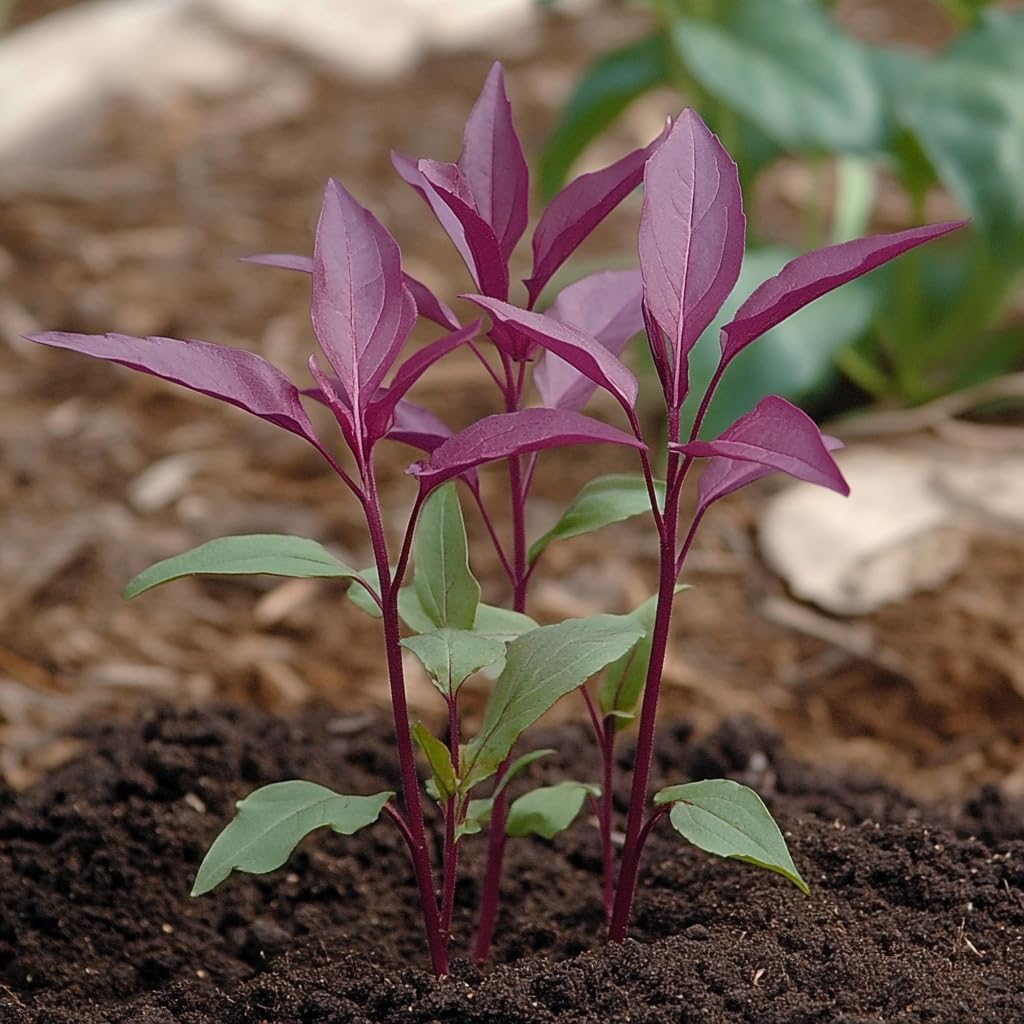 Semillas amaranto variedad rojas y verdes para microverdes y jardín