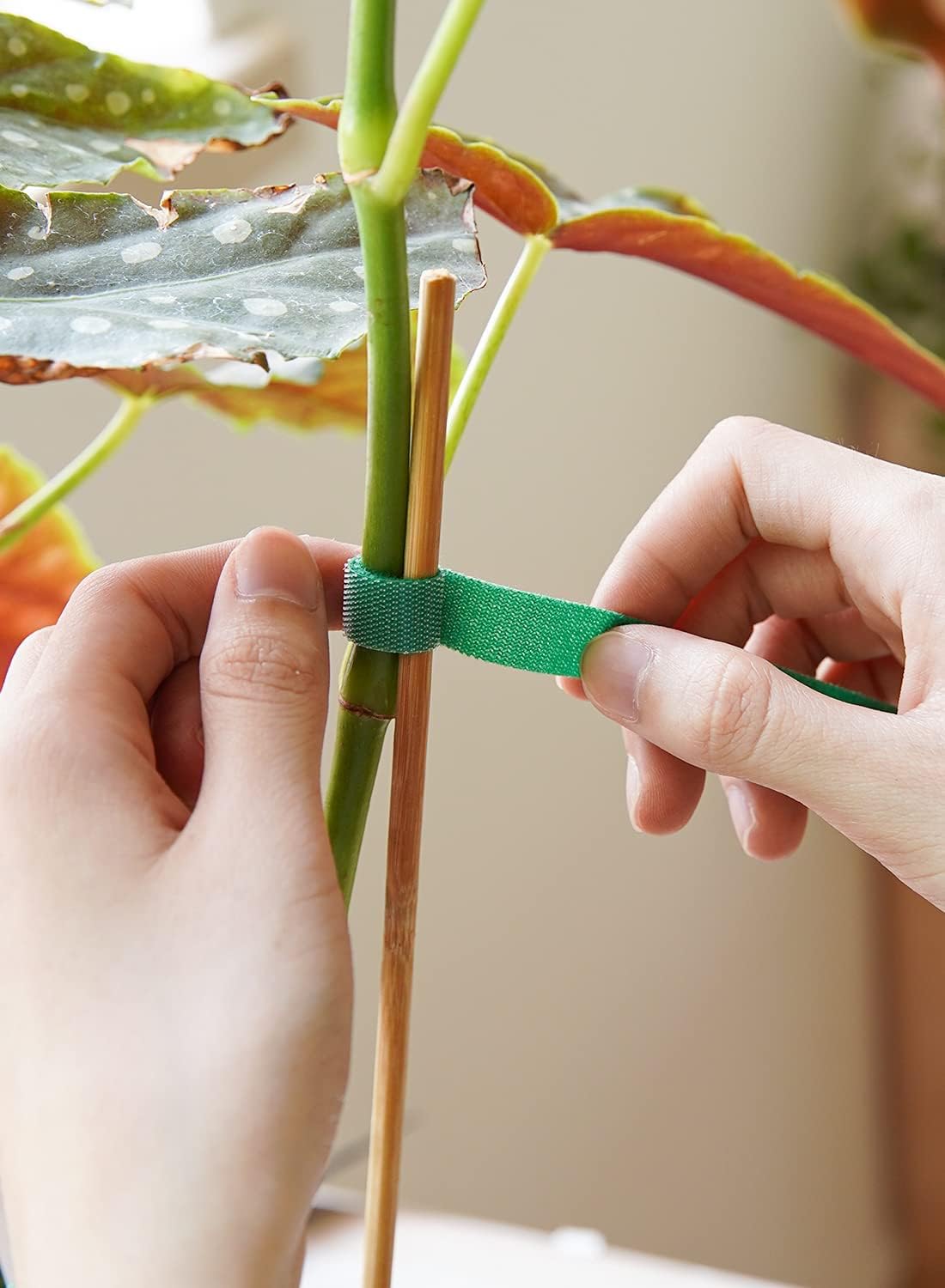 Lazos para plantas cinta jardín reutilizable ajustable 100pies