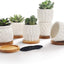 Set 6 Macetas Porcelana Blanca con Drenaje para Cactus Hogar