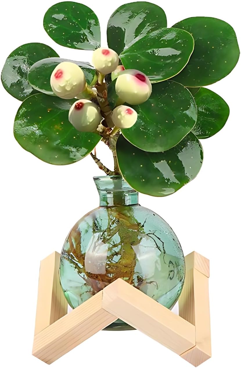 Jarrones vidrio soporte madera para plantas hidropónicas