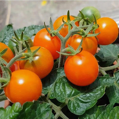 100 Semillas Tomate Micro Enano Naranja Sin OMG