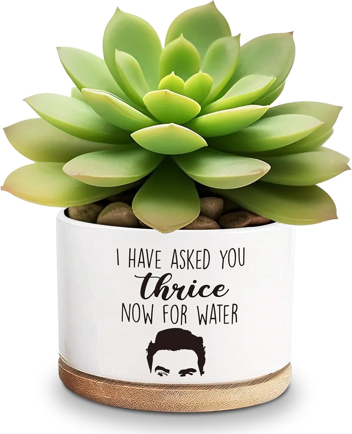 Macetas cerámica para suculentas y cactus regalo divertido