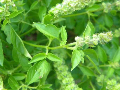 Semillas de hierba Vietnam Ocimum gratissimum 200 unidades