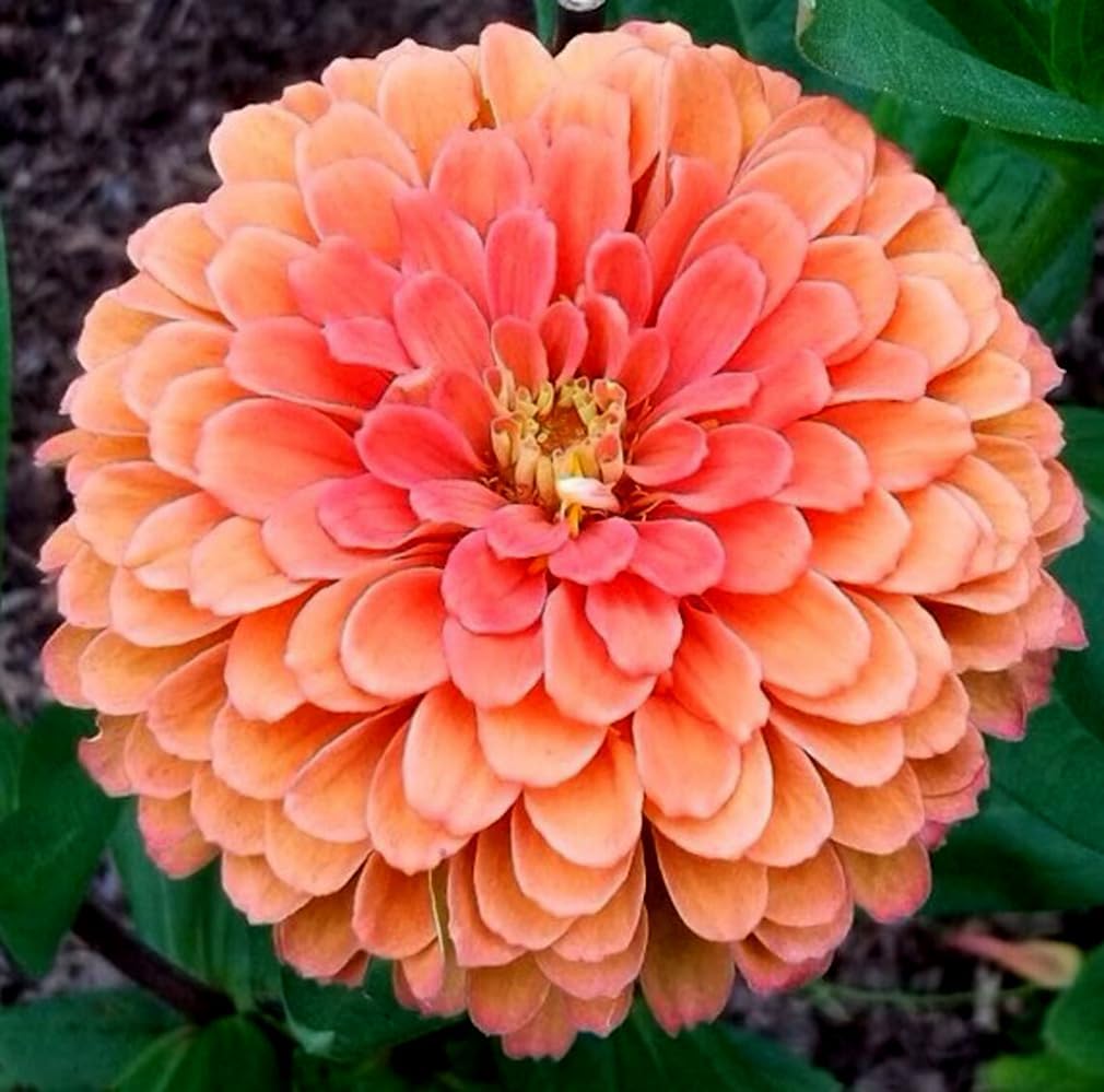 150 Pzas Semillas Zinnia Elegans Gigante Roja