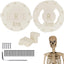 Kit soporte brazo esqueleto blanco gigante 12ft para Halloween